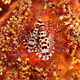 Illustration for article titled Wildlife Photo Contest Shows Nature Can Be Cruel—But Also Kind